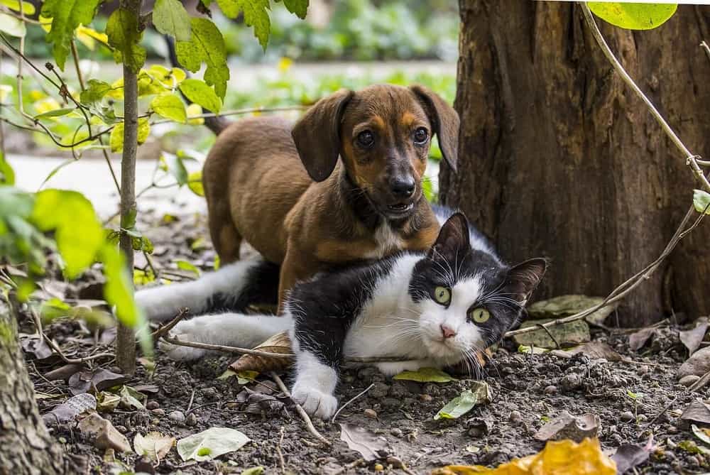 Assicurazione Cane e Gatto