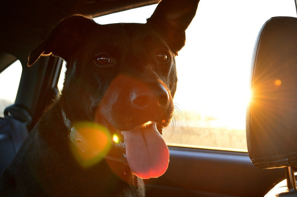 Animali in auto