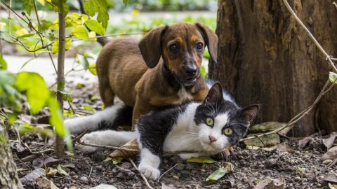 Assicurazione Cane e Gatto